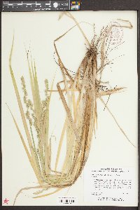 Carex crus-corvi image