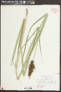 Carex crus-corvi image