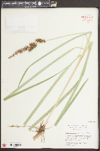 Carex crus-corvi image