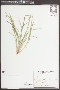 Carex cumberlandensis image