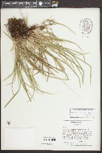 Carex cumberlandensis image