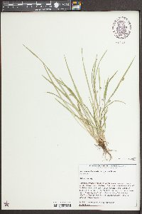 Carex cumulata image