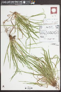 Carex cumberlandensis image