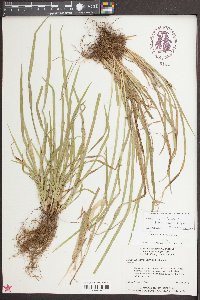 Carex cumberlandensis image