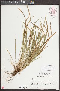 Carex cumberlandensis image