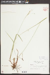 Carex debilis var. debilis image