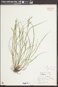 Carex debilis var. debilis image