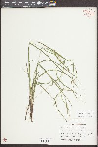 Carex debilis var. debilis image