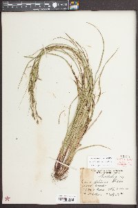 Carex debilis var. debilis image