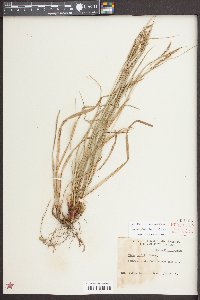 Carex debilis var. debilis image