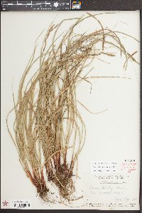 Carex debilis var. debilis image