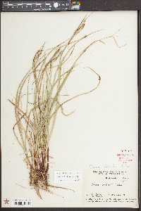 Carex debilis var. debilis image