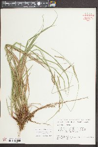 Carex debilis var. debilis image