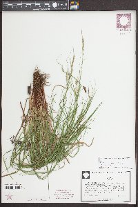 Carex debilis var. debilis image