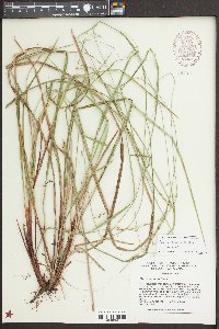 Carex debilis var. debilis image
