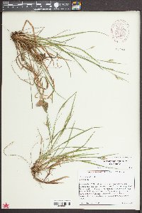 Carex digitalis var. digitalis image