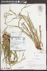 Carex flaccosperma image