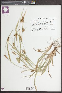 Carex flaccosperma image