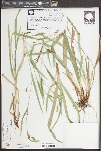 Carex flaccosperma image