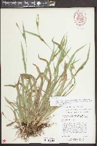 Carex flaccosperma image