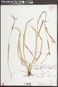 Carex flaccosperma image
