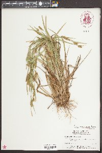 Carex flaccosperma image