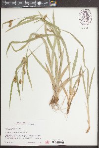 Carex flaccosperma image