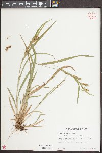 Carex flaccosperma image