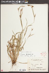 Carex flaccosperma image