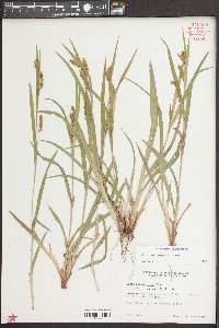 Carex flaccosperma image