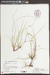 Carex floridana image