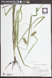 Carex gigantea image