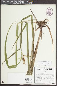 Carex gigantea image