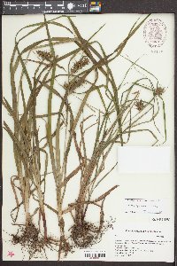 Carex gigantea image
