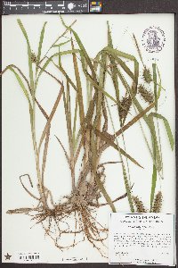 Carex gigantea image