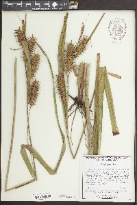 Carex gigantea image