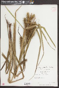 Carex gigantea image