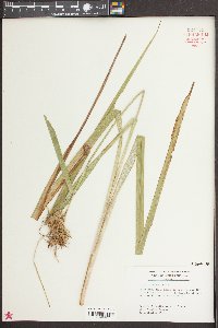 Carex gigantea image