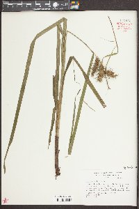 Carex gigantea image