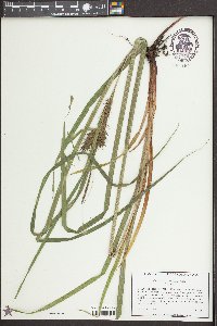Carex gigantea image