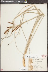 Carex glaucescens image