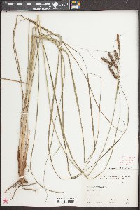 Carex glaucescens image
