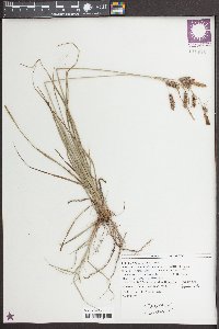 Carex glaucescens image