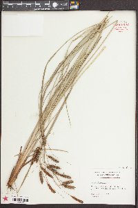 Carex glaucescens image