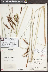 Carex glaucescens image