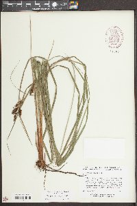 Carex glaucescens image