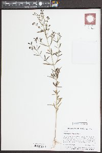 Trichostema setaceum image