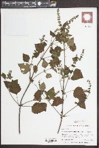 Cantinoa mutabilis image