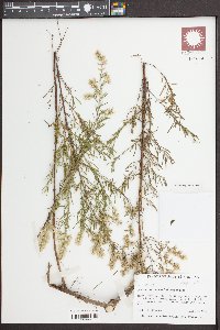 Eupatorium compositifolium image