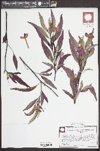 Pseuderanthemum laxiflorum image